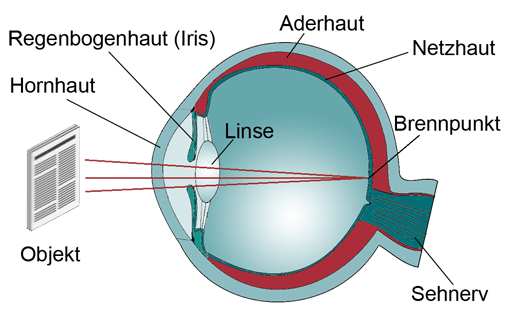 Das Auge